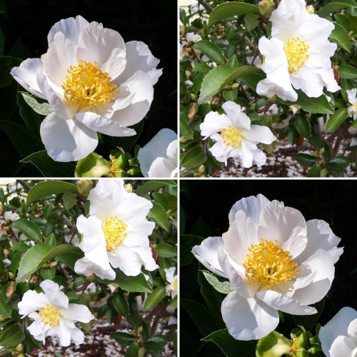 Camellia Cleopatra White x 1`plants Scented Flowers Frost Resistant Shrubs Hedge Topiary Bonsai Cottage Garden Screen Full Sun sasanqua